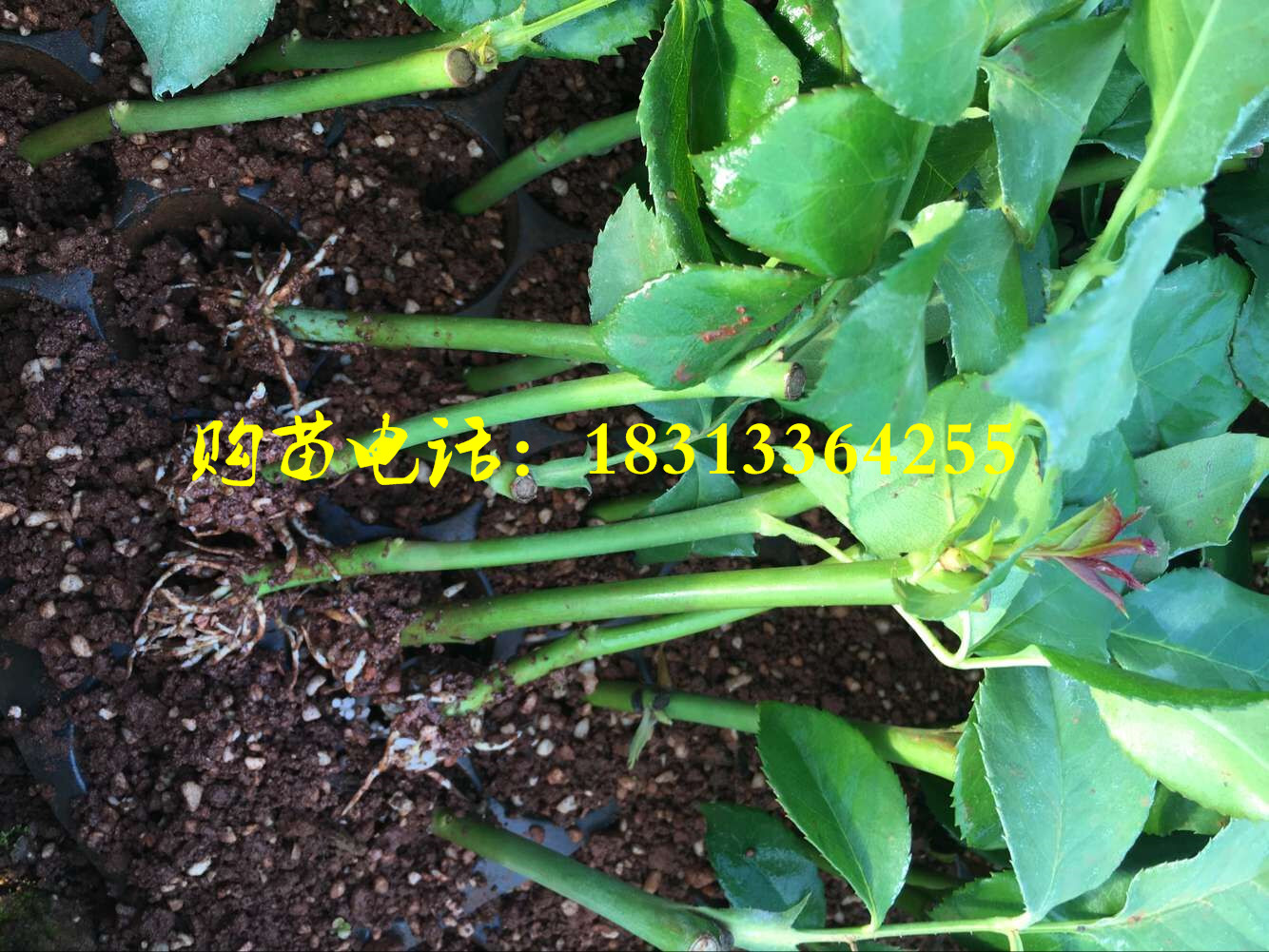 玫瑰杯苗，玫瑰苗，云南玫瑰苗