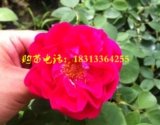玫瑰花苗批发-玫瑰苗