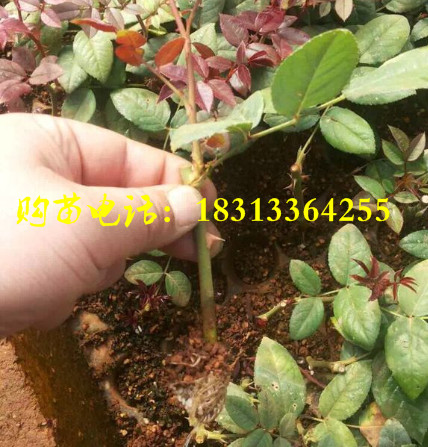 玫瑰苗多少钱一株