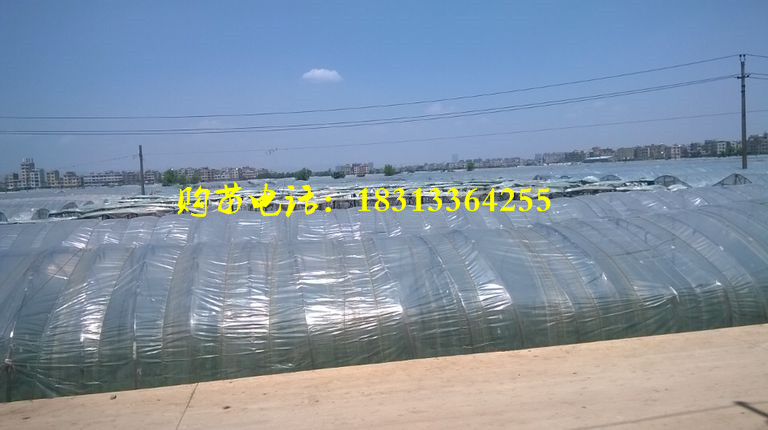 玫瑰种苗，斗南玫瑰种苗批发