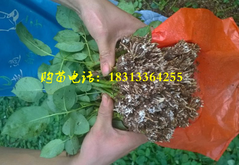 玫瑰种苗,玫瑰苗,玫瑰小苗B