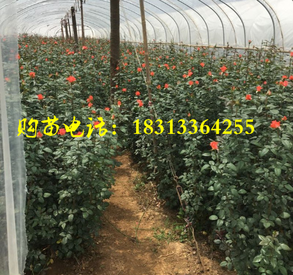 云南玫瑰花苗,玫瑰大苗,昆明玫瑰种苗
