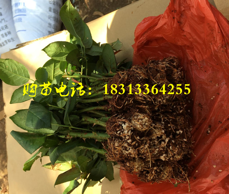 云南玫瑰苗，玫瑰种苗发货