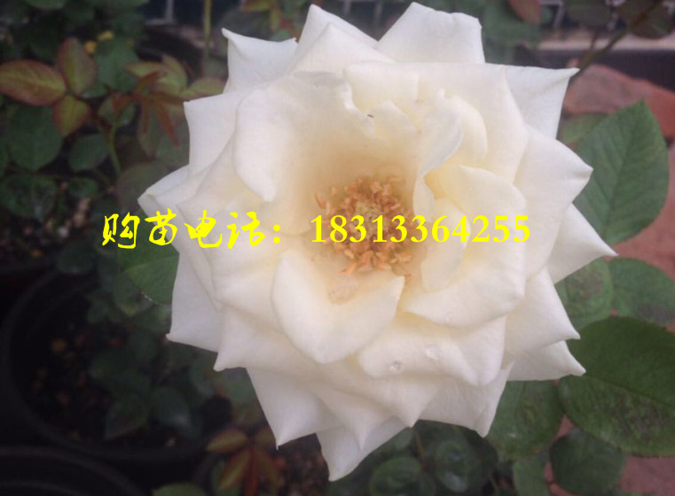 云南玫瑰花苗 玫瑰种苗