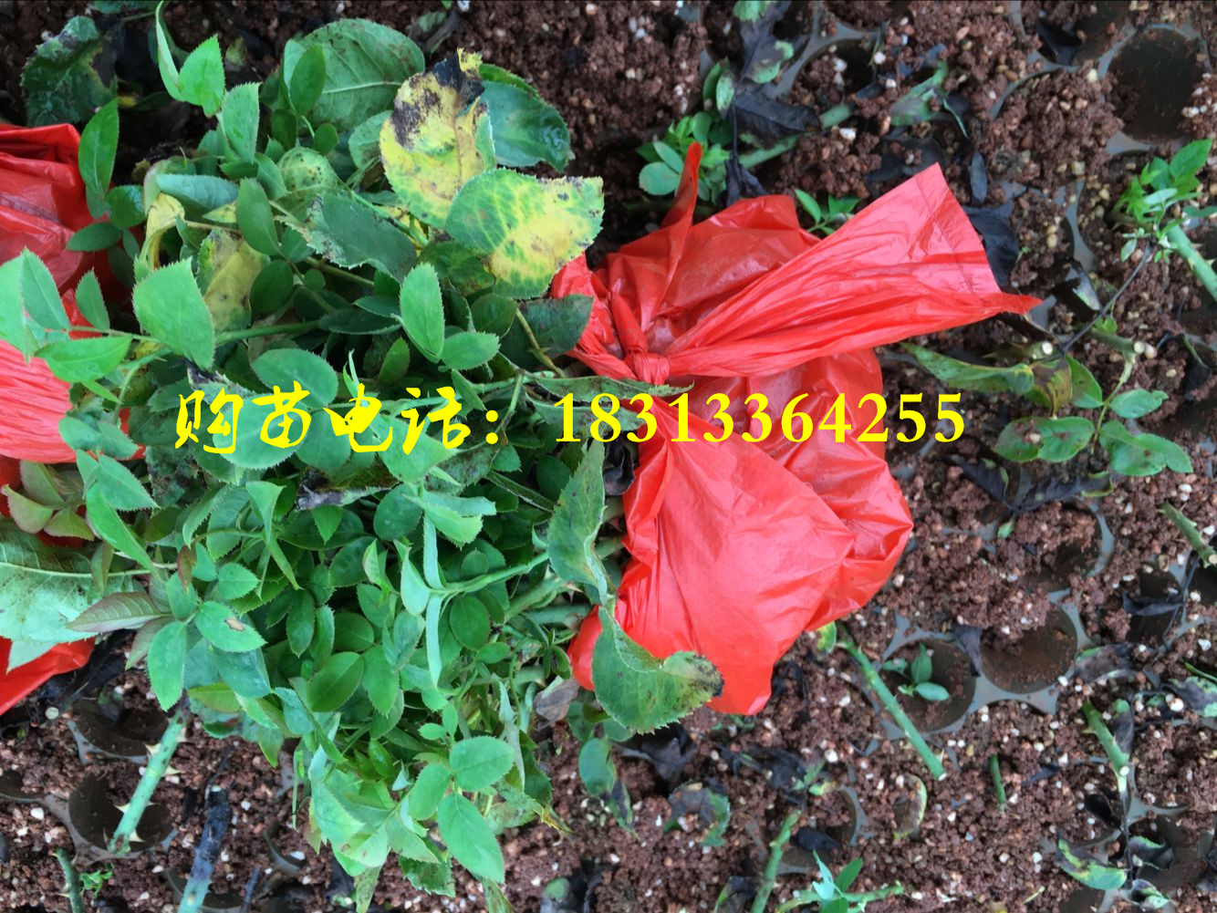 云南玫瑰种苗，昆明玫瑰种苗