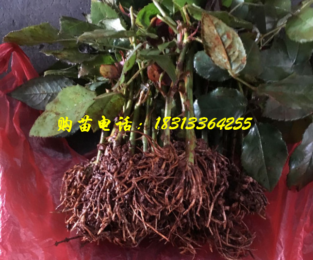 玫瑰苗（好品质）打包发货