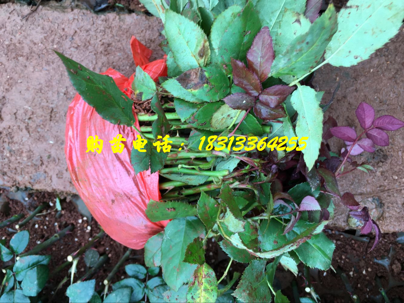 玫瑰种苗 大量批发出售