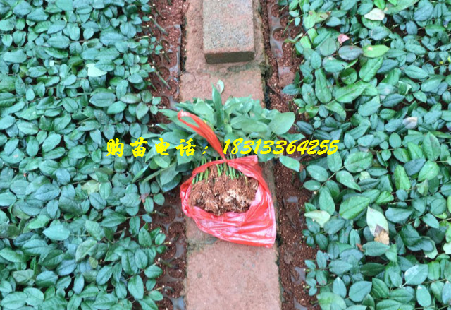 云南玫瑰种苗-玫瑰苗俯瞰图