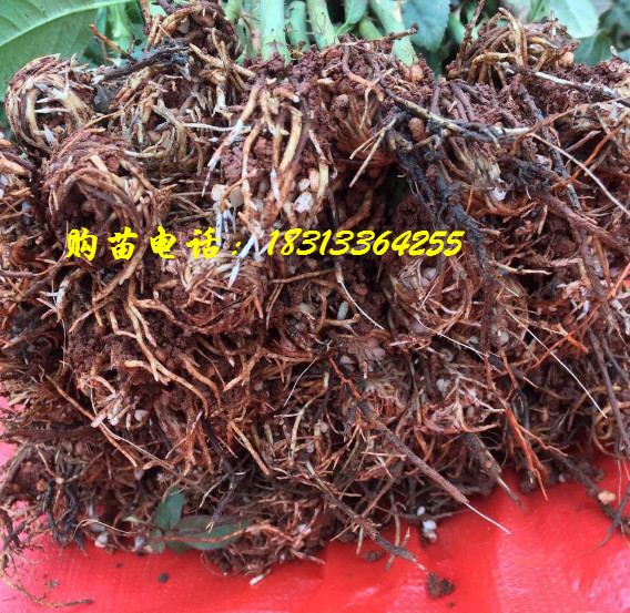 云南玫瑰苗批发-看得见的根系