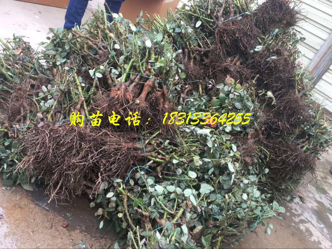 卡罗拉玫瑰老桩苗（两年生）