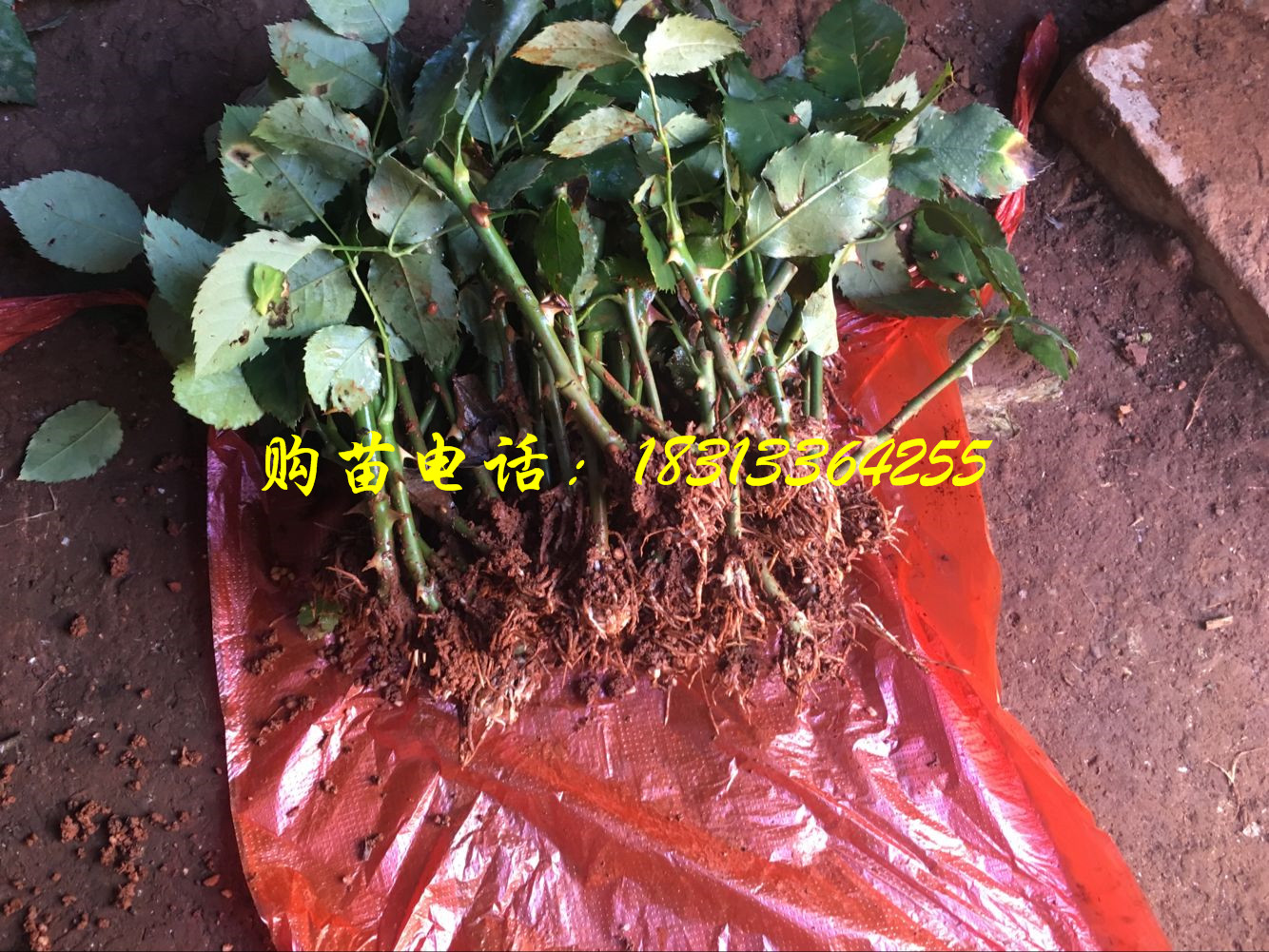 准备发往河南南阳的玫瑰种苗