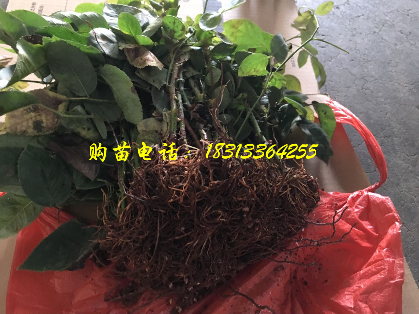 贵州客户订的玫瑰苗发货