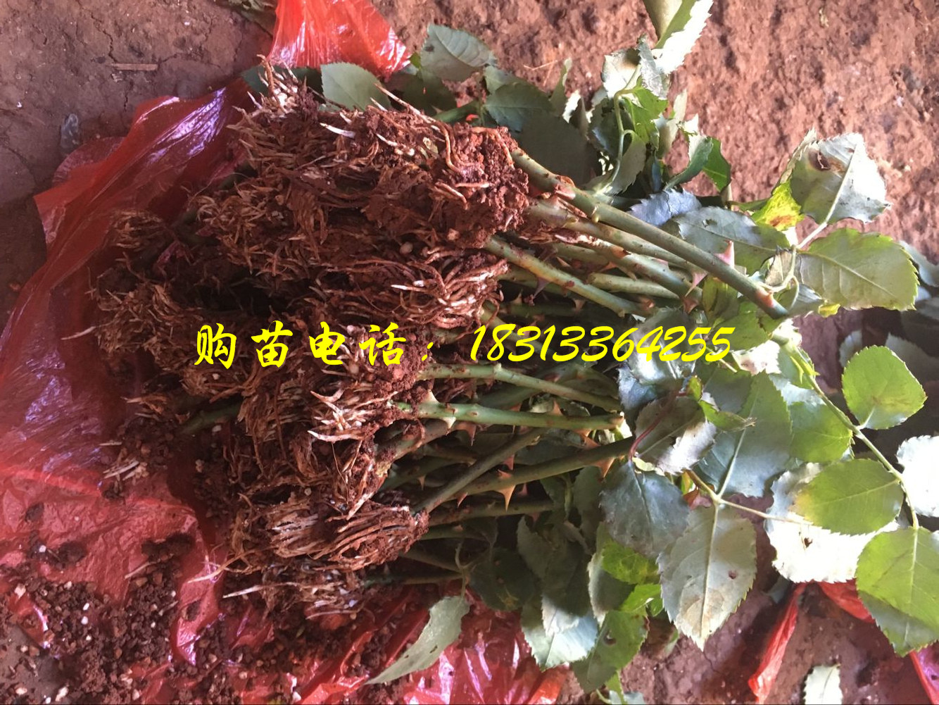 玫瑰种苗怎么种植
