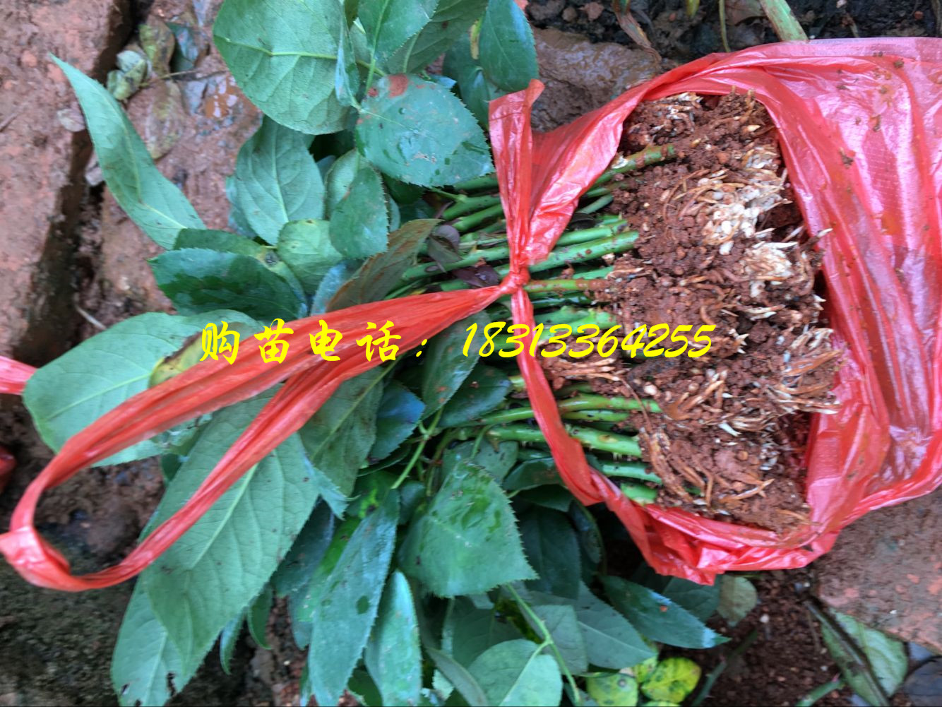 玫瑰苗准备打包发货&云南玫瑰苗
