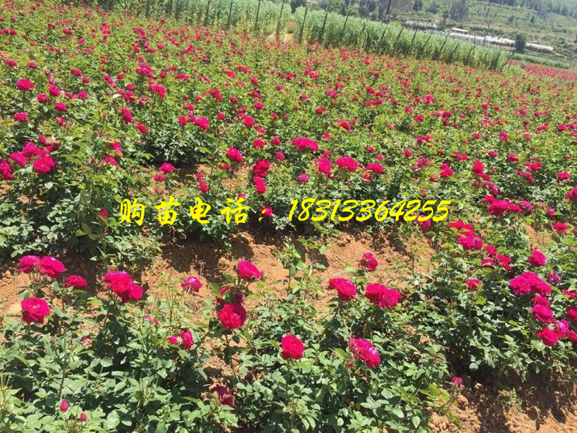 云南食用玫瑰苗培育基地