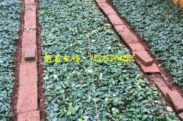 一年生玫瑰种苗培育基地