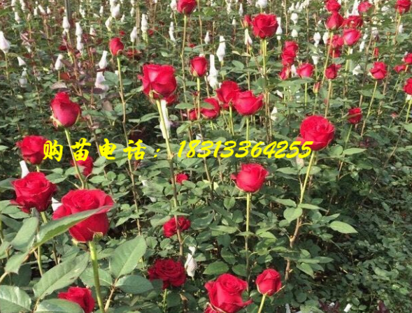 卡罗拉玫瑰苗-云南玫瑰苗