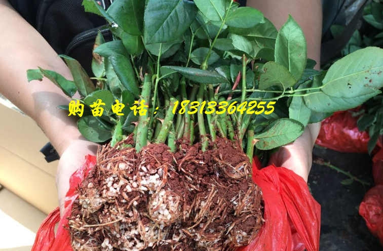 带土的玫瑰种苗准备打包