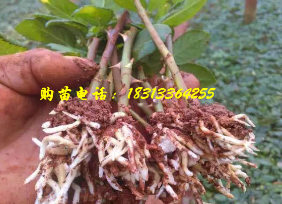 玫瑰苗,云南玫瑰苗