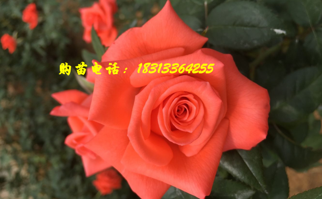 艳粉（影星）玫瑰苗-粉色系玫瑰