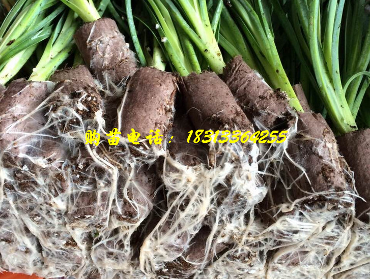 康乃馨种苗