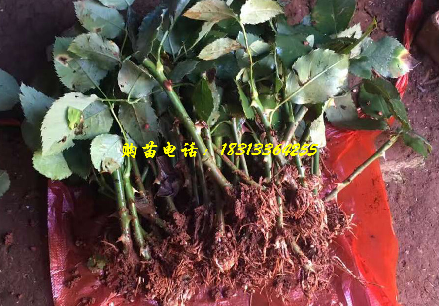 玫瑰种苗