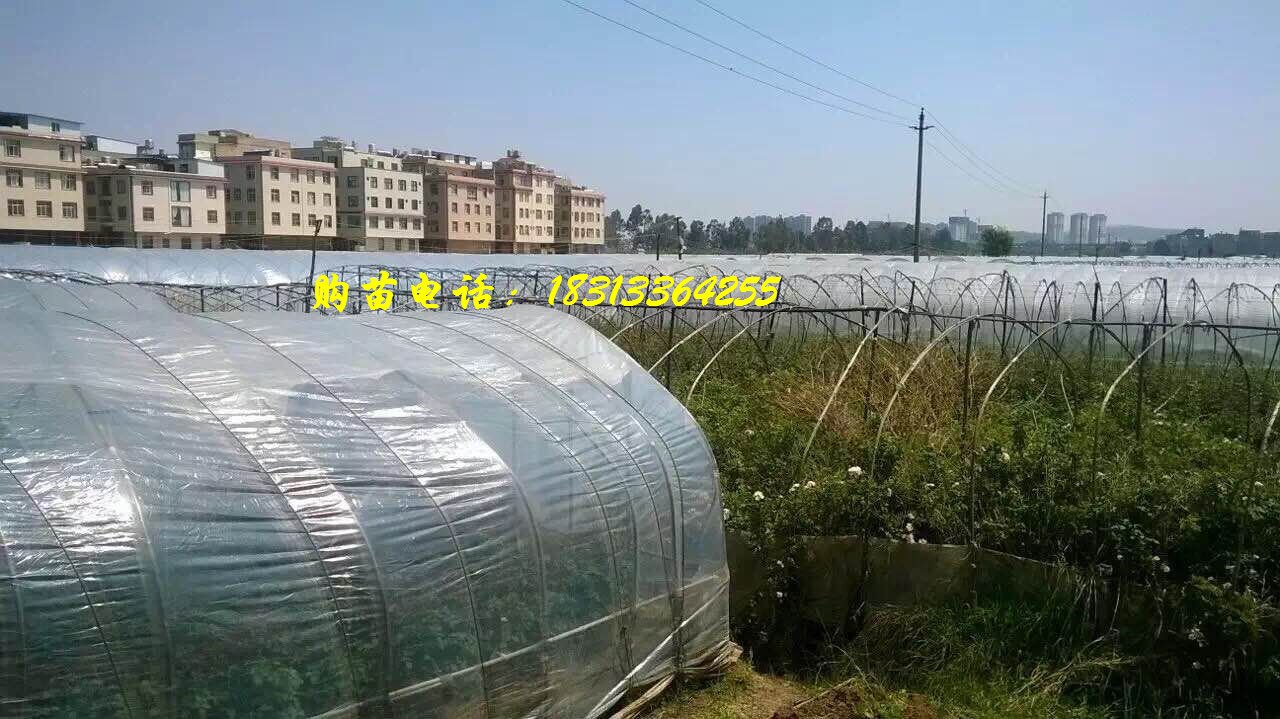 玫瑰苗园区