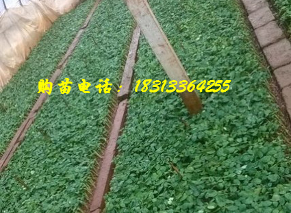 玫瑰小苗