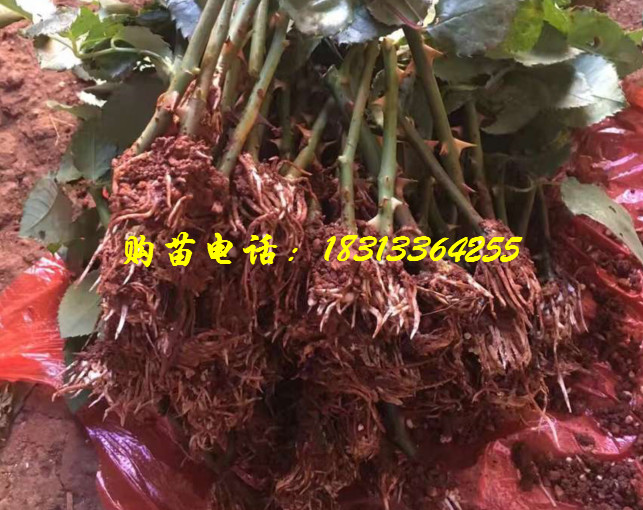 云南玫瑰苗