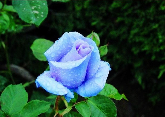 蓝花玫瑰苗