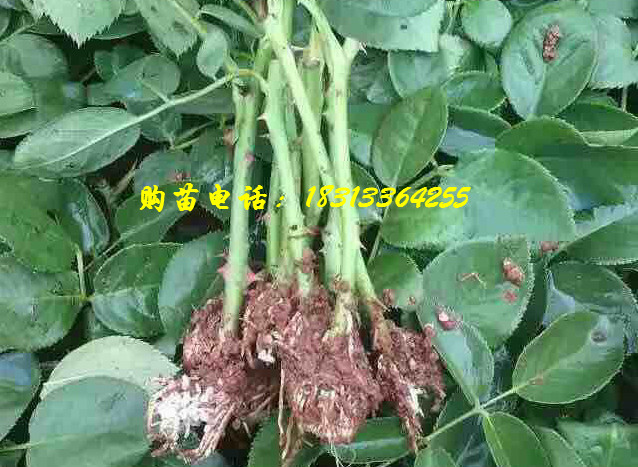 玫瑰种苗开春种植开始预定了