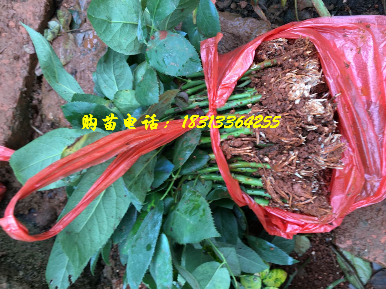 云南黄色玫瑰花种苗供应中