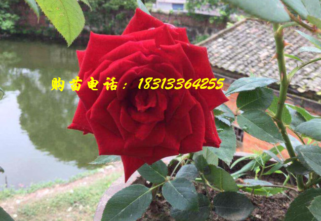 玫瑰苗盆栽