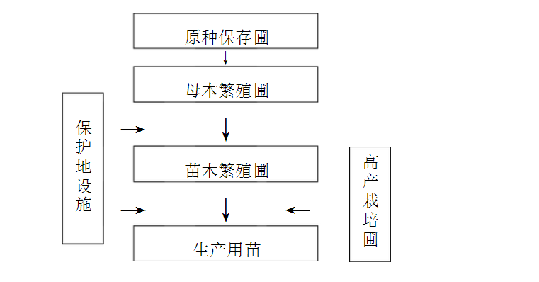玫瑰苗种植详细图解