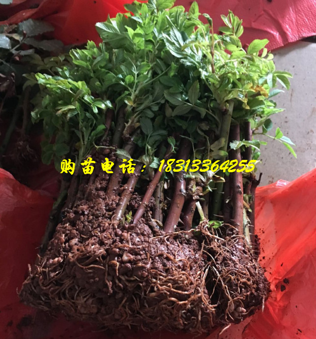 云南滇红食用玫瑰苗新鲜出土
