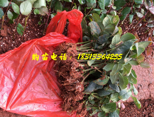 玫瑰苗