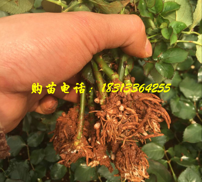 玫瑰种苗