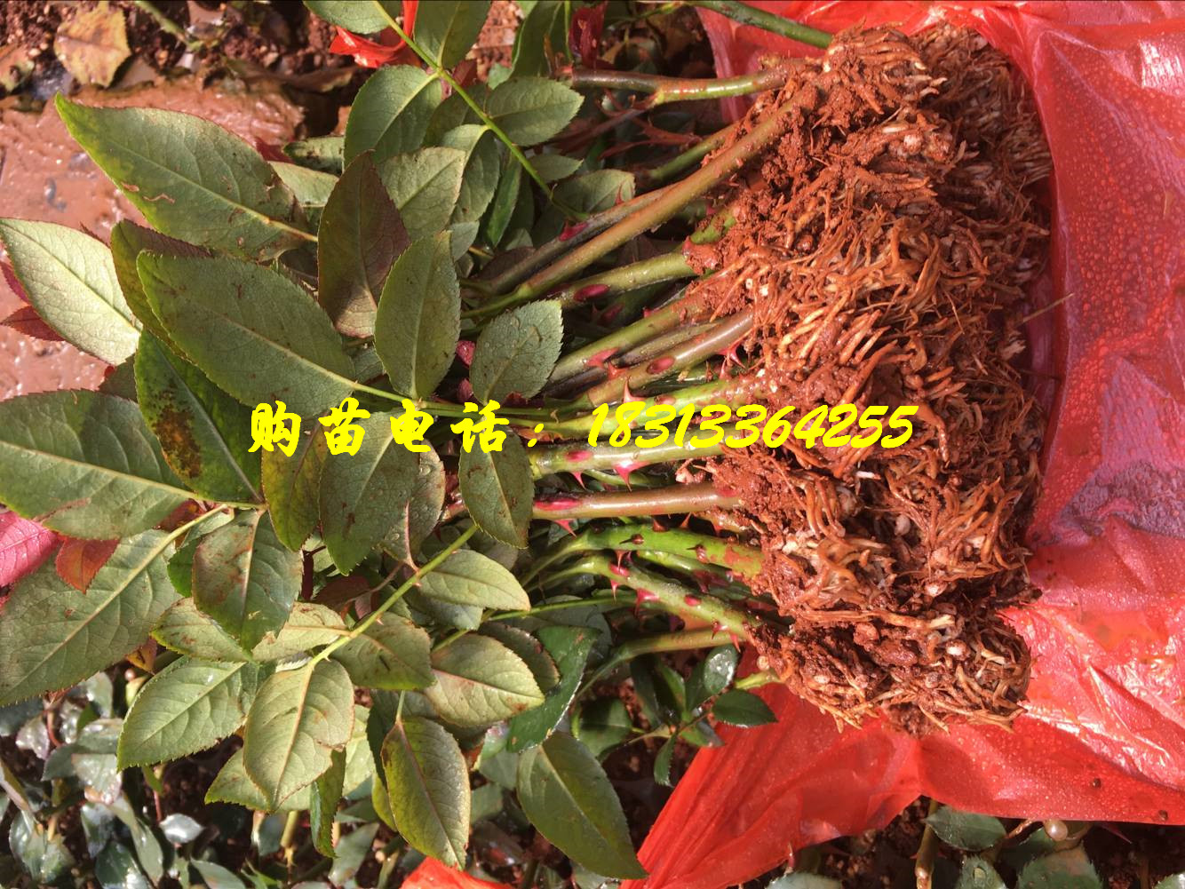 玫瑰种苗