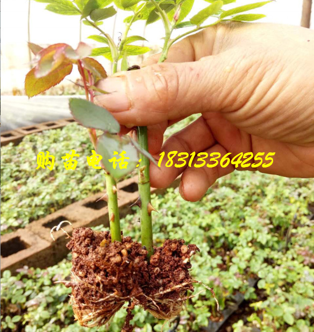 云南玫瑰苗