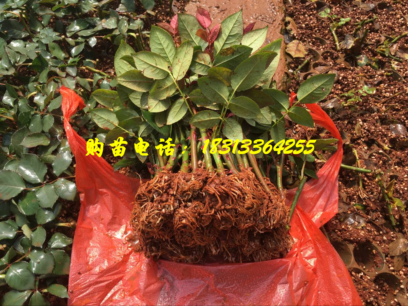 玫瑰小苗