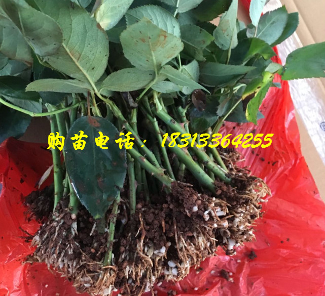 玫瑰苗