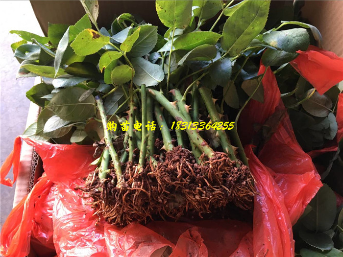 云南玫瑰苗